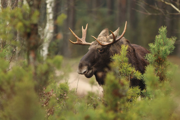Alce macho parado na natureza.