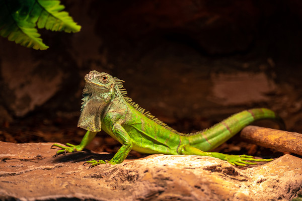 Iguana na natureza