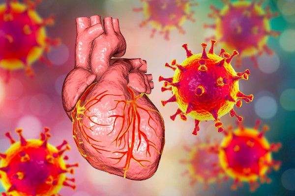 Imagem em 3D mostra coração humano cercado de vírus.