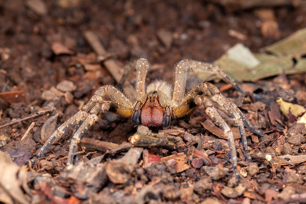 Aranha-armadeira em chão cheio de cascalhos.