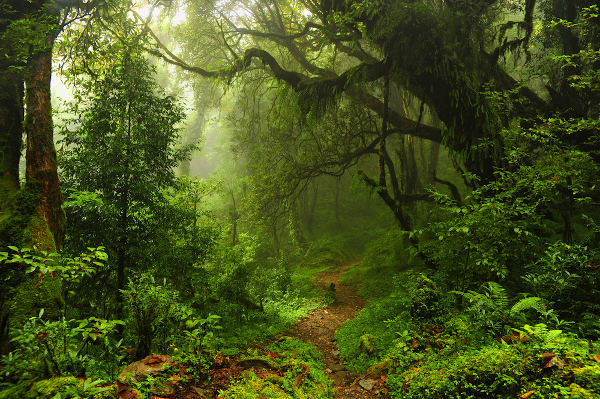 No Matagal De Uma Floresta Densa. Fundo Das Árvores Da Floresta