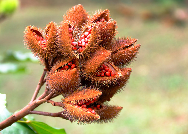  Urucum