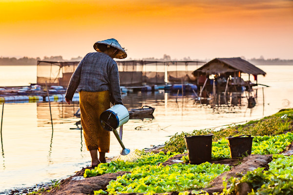 Mulher regando vegetais nas margens do rio Mekong.