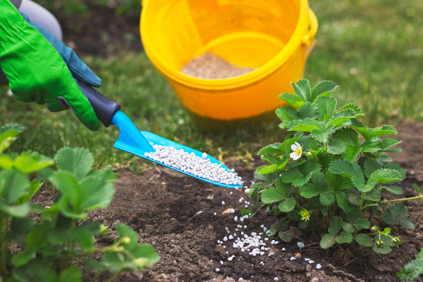 Fertilizante sendo aplicado em pequena planta