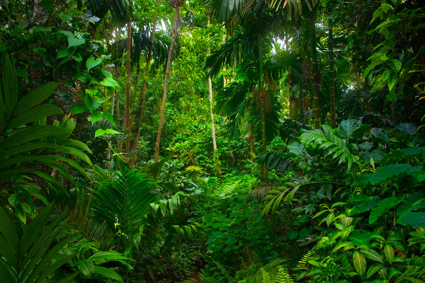 Área de floresta