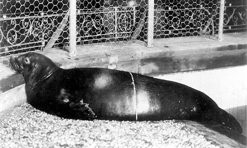 Foca-monge-caribenha.