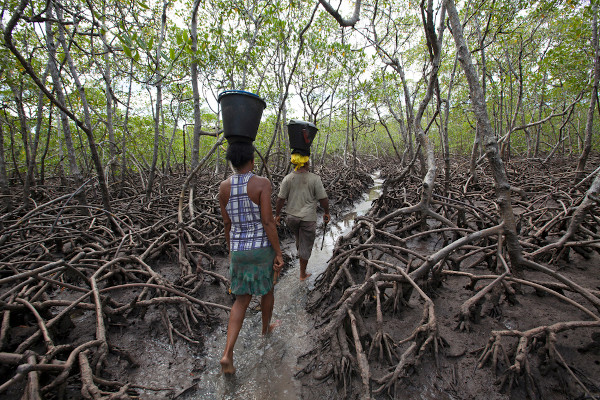 Pessoas com balde na cabeça caminhando entre o mangue