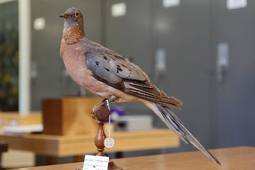 Pombo-viajante