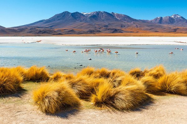  Stipa ichu encontrado no altiplano boliviano.