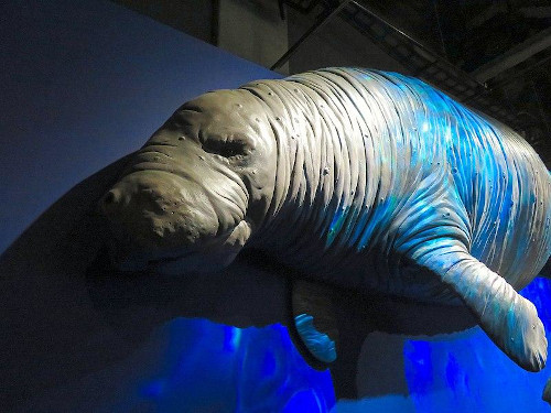 Modelo da vaca-marinha-de-Steller. Créditos da imagem: Wikimedia Commons.