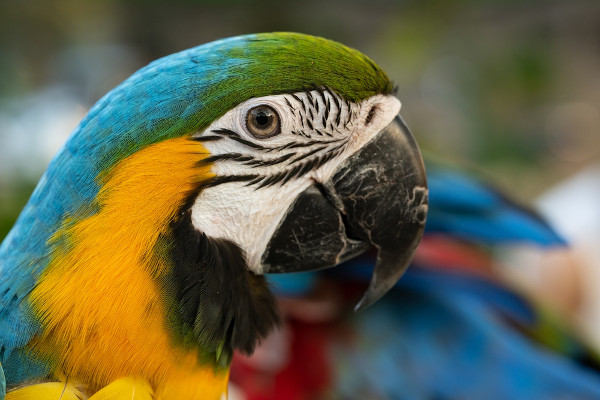 Arara