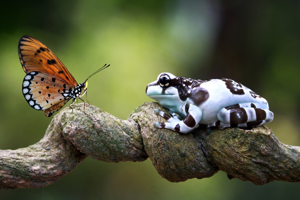 Borboleta e sapo-leite sobre galho de árvore
