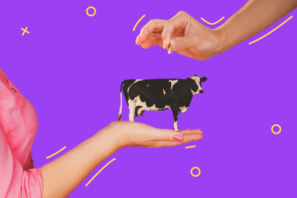 Mulher com uma vaca na mão enquanto recebe uma moeda ilustrando o conceito da expressão "fazer vaquinha".