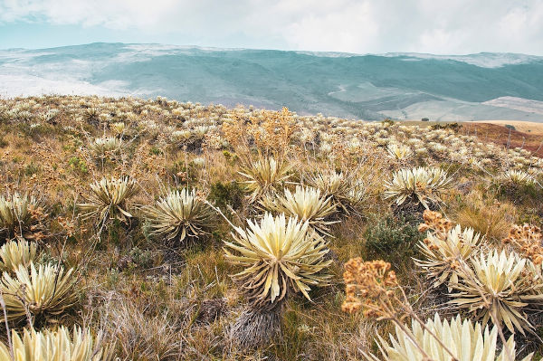 Páramo de Sumapaz, na Colômbia, o maior páramo do mundo.