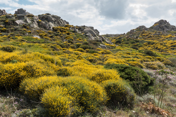 Maquis, vegetação típica do clima mediterrâneo.