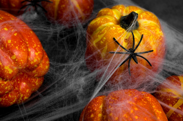 Abóboras com teias de aranha por cima em decoração de Halloween.