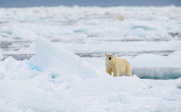 Urso polar em Svalbard, na Noruega, região de ocorrência do clima polar, um dos climas mais frios do mundo.