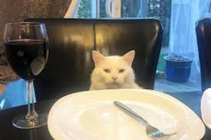 Meme gato na cadeira