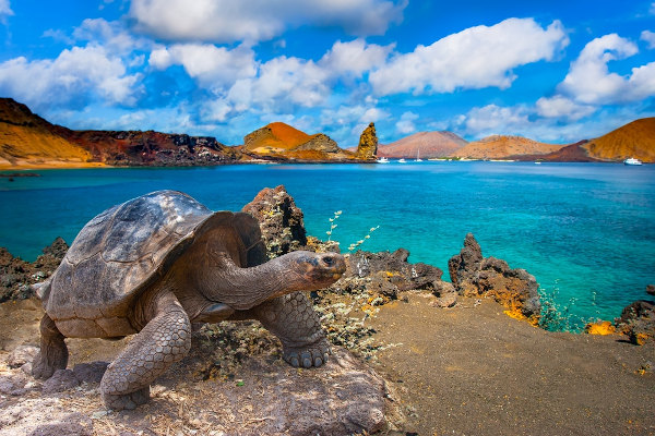 Tartaruga vista em paisagem nas Ilhas Galápagos.