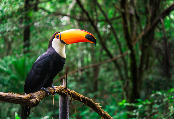 Tucano em galho de árvore