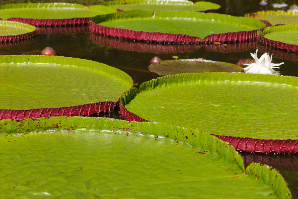 Vitória-régia, planta típica da Floresta Amazônica.