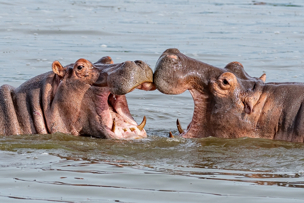 Dois hipopótamos na água, no Parque Nacional Rainha Elizabeth, em Uganda, na África.