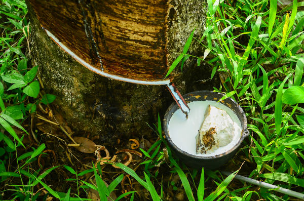 Extração de látex de uma seringueira, um exemplo de extrativismo vegetal.