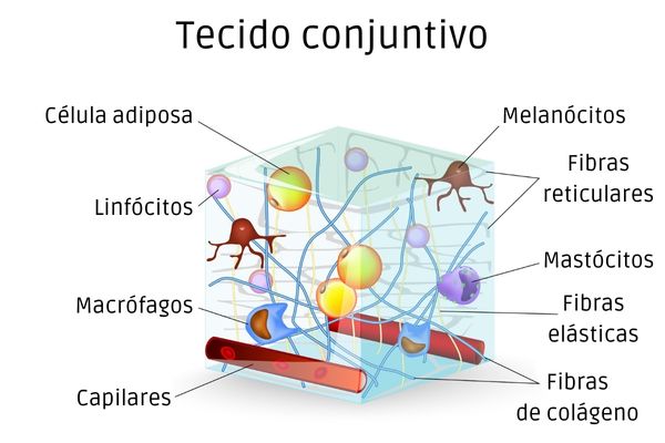 Esquema ilustrativo dos componentes do tecido conjuntivo.