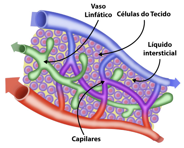 Estrutura dos capilares, vasos sanguíneos e linfáticos, nos quais o fluido intersticial se transforma em linfa.