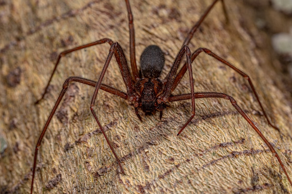 Vista aproximada de uma aranha-marrom sobre um tronco de árvore.