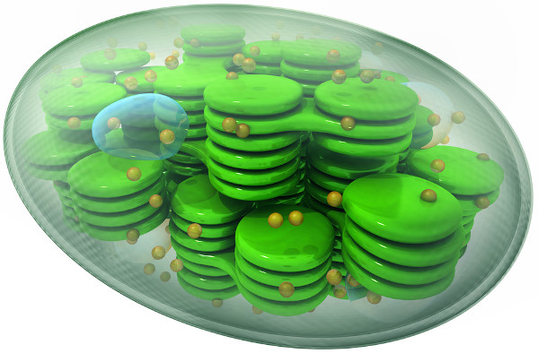 Estrutura de um cloroplasto, organela presente em células vegetais.