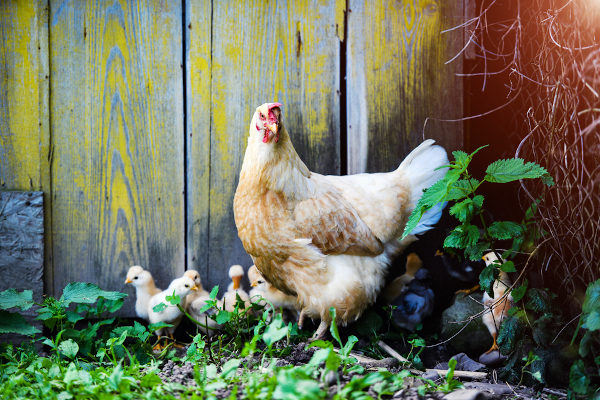 Galinha (em inglês, chicken) junto aos seus pintinhos (em inglês, chick).