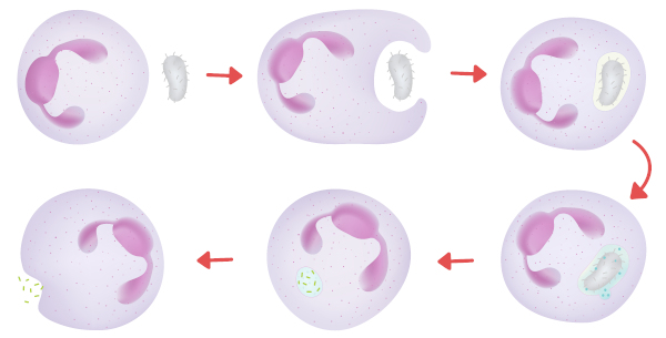 Ilustração dos neutrófilos realizando a fagocitose.