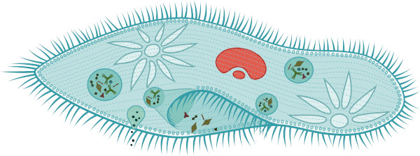 Vacúolos encontrados na estrutura de um Paramecium.