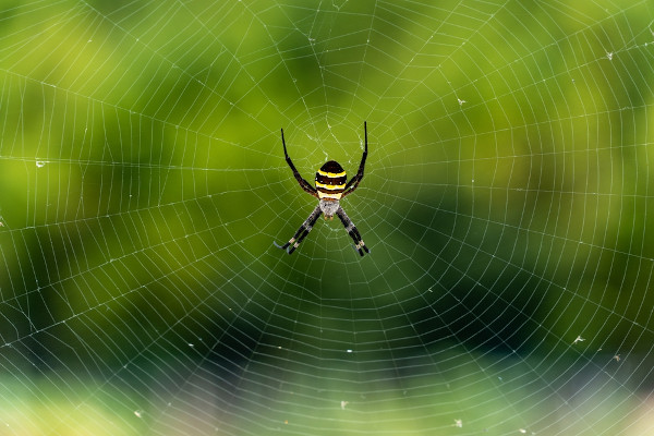 Vista de uma teia aberta, com uma aranha no centro.