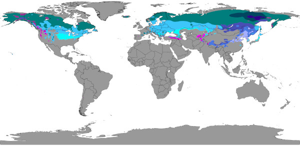 Locais de ocorrência do clima continental (e suas variações) no mundo, segundo a classificação de Köppen-Geiger. 