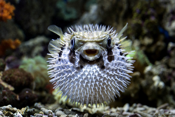 Vista frontal de um baiacu nadando, um tipo de peixe venenoso que não é um animal peçonhento.