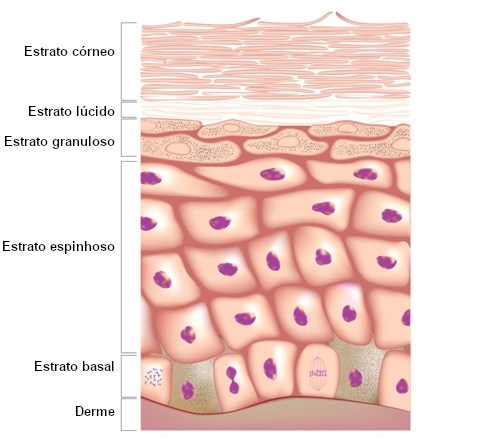 Ilustração dos estratos que compõem a epiderme da pele, parte do sistema tegumentar.