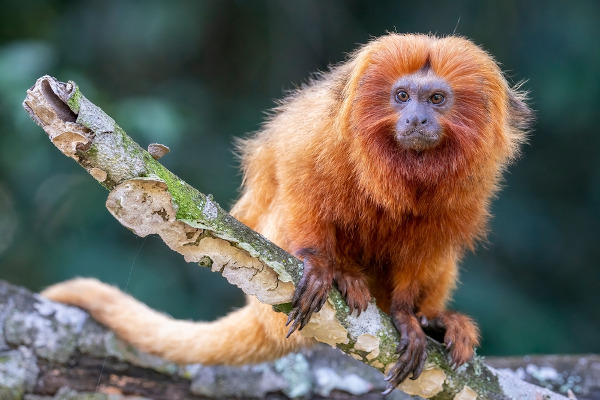 Mico-leão-dourado em um galho como exemplo da perda de biodiversidade, um dos principais problemas ambientais do Brasil.