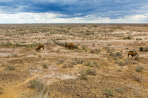 Camelos em uma região do Deserto de Kyzylkum, um dos maiores desertos do mundo.
