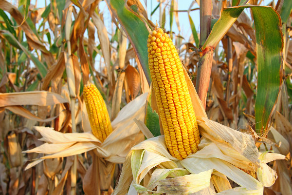 Plantação de milho, um dos principais produtos da agricultura brasileira.