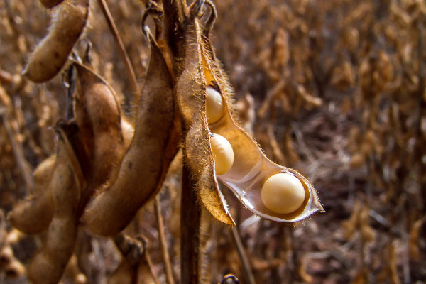 Plantação de soja, o principal produto da agricultura brasileira.