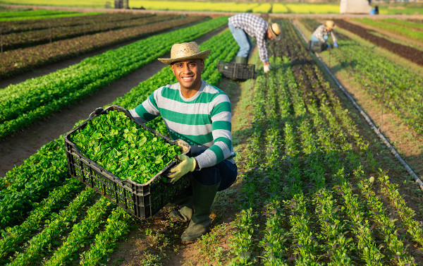 Trabalhadores realizando manualmente a colheita de vegetais em uma plantação, uma técnica do sistema agrícola extensivo.