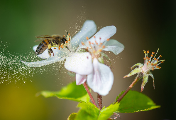 Abelha pousa sobre flor e ajuda a espalhar o pólen.