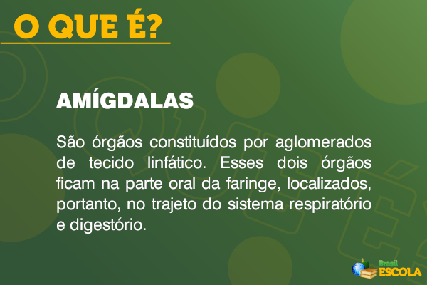 Definição de amígdalas.