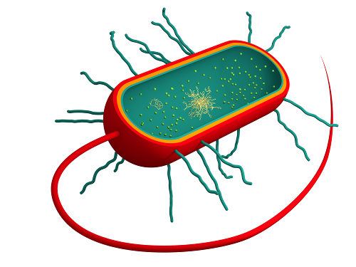 Ilustração de uma bactéria.