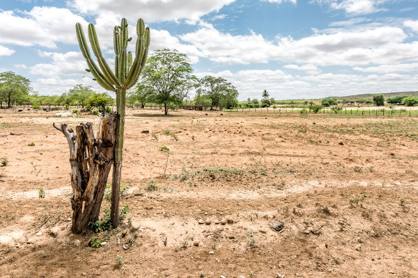 Bioma Caatinga no estado da Paraíba, região de ocorrência do clima semiárido, um dos 11 tipos de clima que existem no mundo.