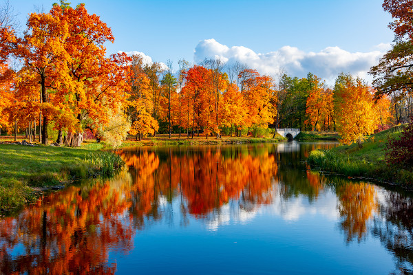 Floresta temperada na Rússia, região de ocorrência do clima temperado, um dos 11 tipos de clima que existem no mundo.