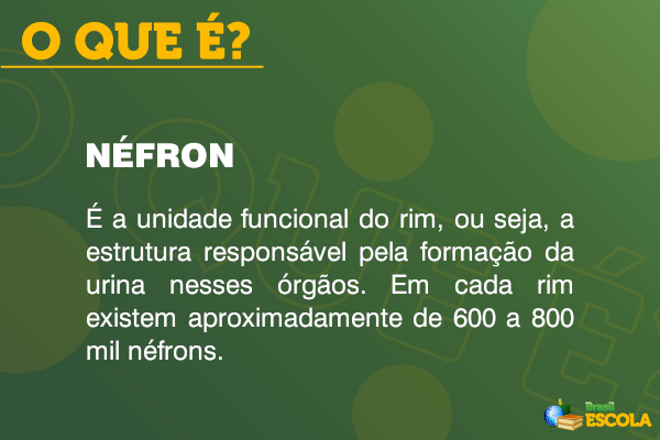 Definição de néfron.