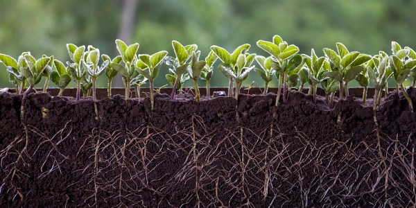 Mudas de plantas enfileiradas e raízes à mostra.